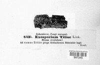 Exosporium tiliae image